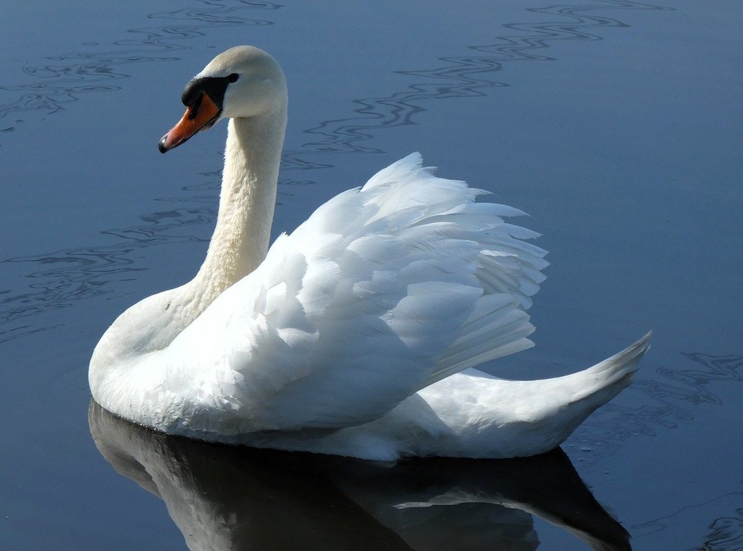 Athletic Meal Recipe Twspoondietary