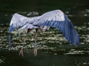 How Gerenaldoposis Spread