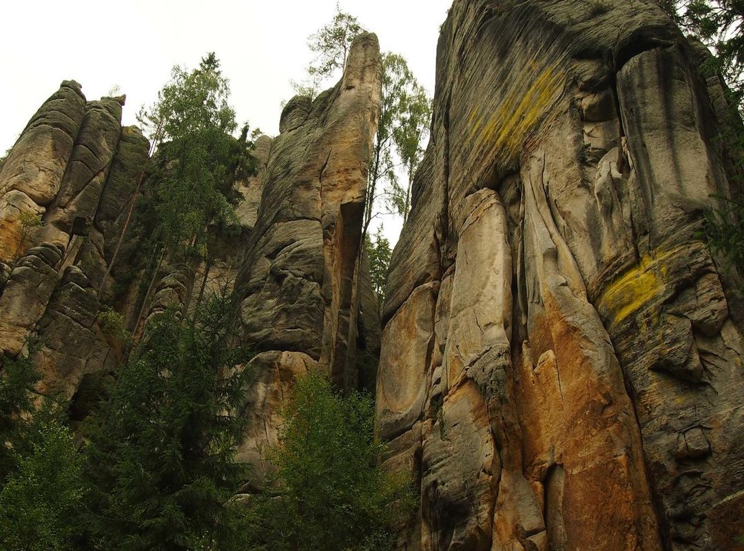 Beyond Price: How to Ensure You're Buying Authentic Traumeel